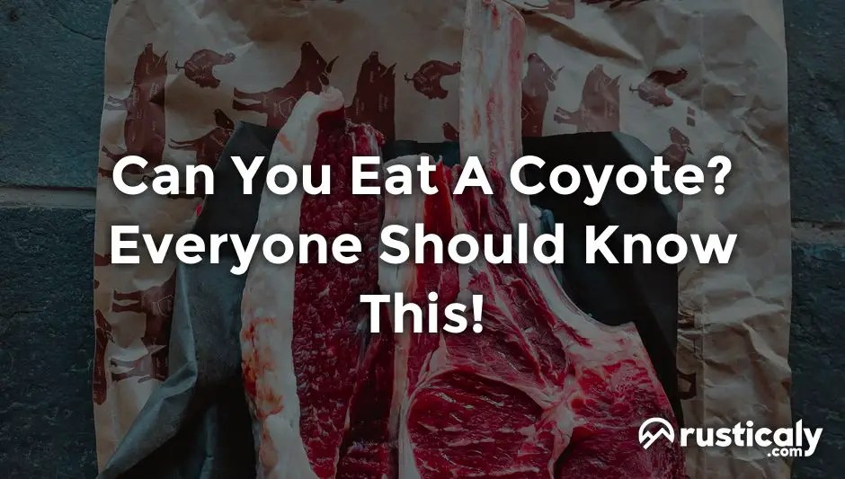 Can You Eat A Coyote? With The Clearest Explanation