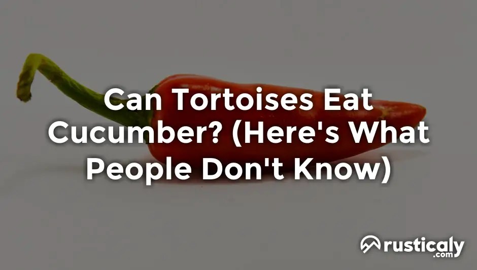 Can Tortoises Eat Cucumber? What People Don't Tell You