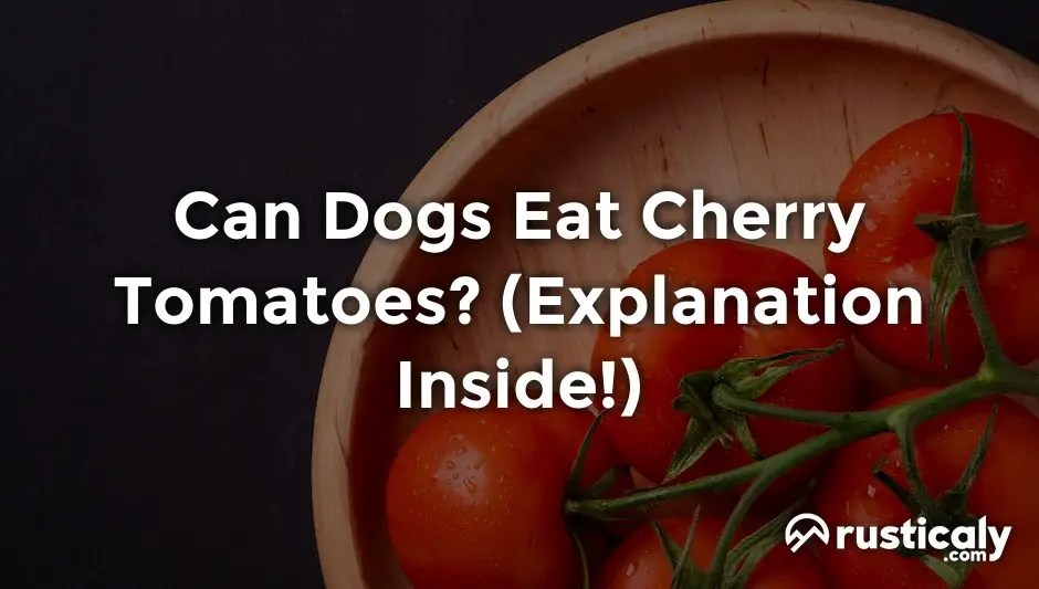 Can Dogs Eat Cherry Tomatoes? (Explanation Revealed!)