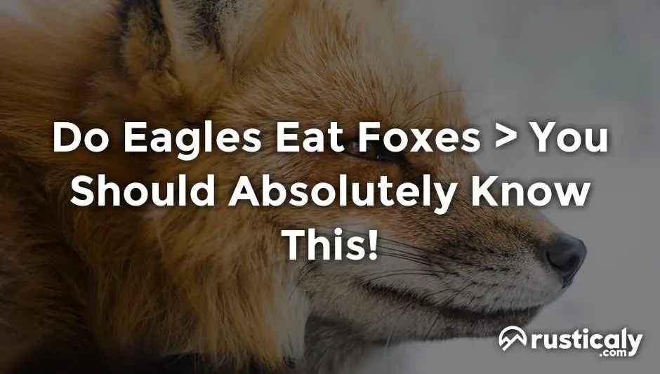 Do Eagles Eat Foxes > Here's Everything You Should Know