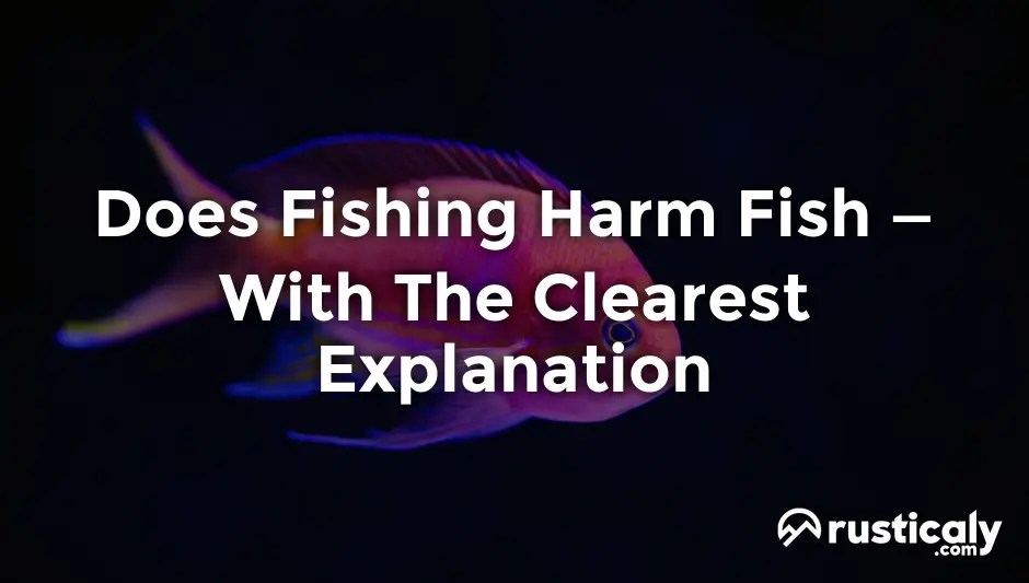Does Fishing Harm Fish Here's What You Should Know About It