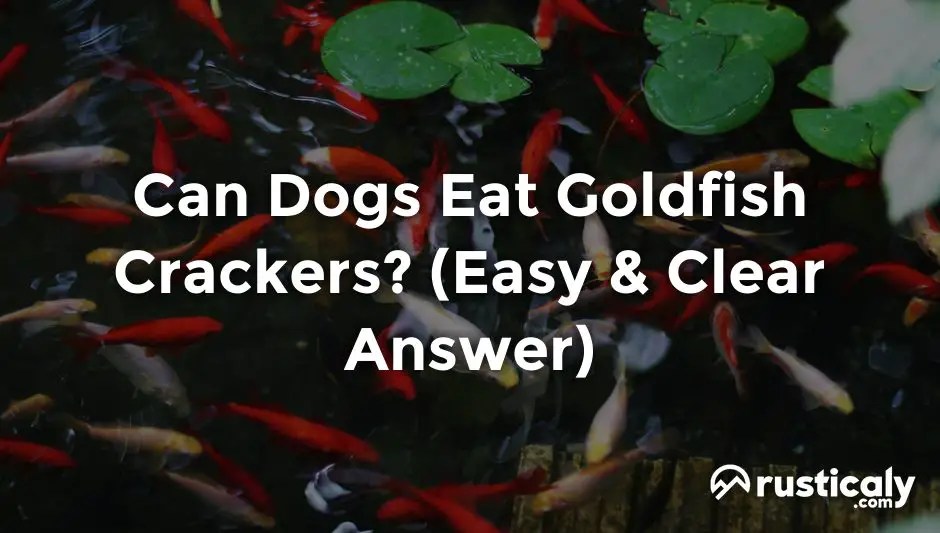 Can Dogs Eat Goldfish Crackers? (Explanation Revealed!)