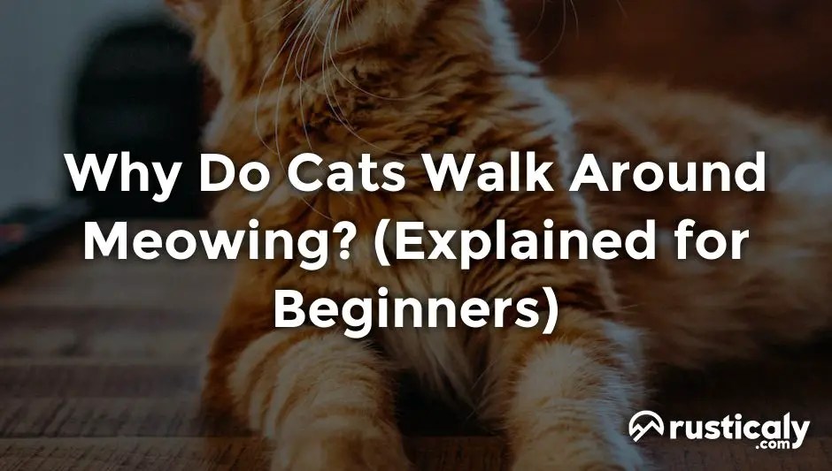 Why Do Cats Walk Around Meowing? (Explanation Revealed!)