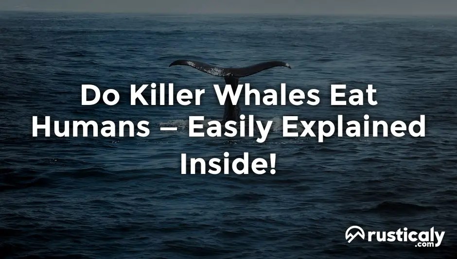 Do Killer Whales Eat Humans — Easily Explained Inside!