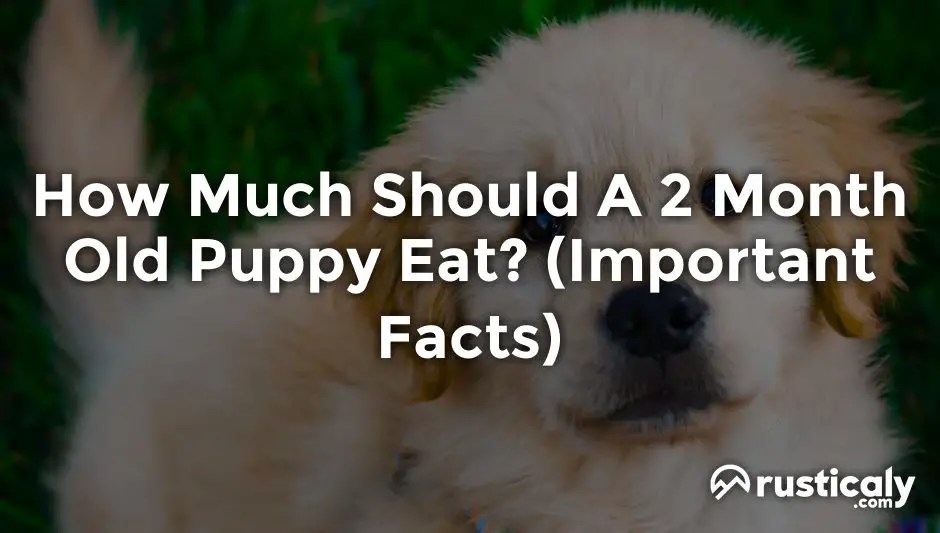 How Much Should A 2 Month Old Puppy Eat? (Check This First)