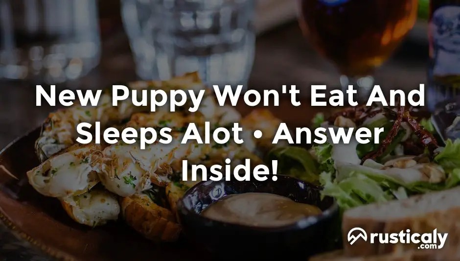New Puppy Won't Eat And Sleeps Alot Important Facts
