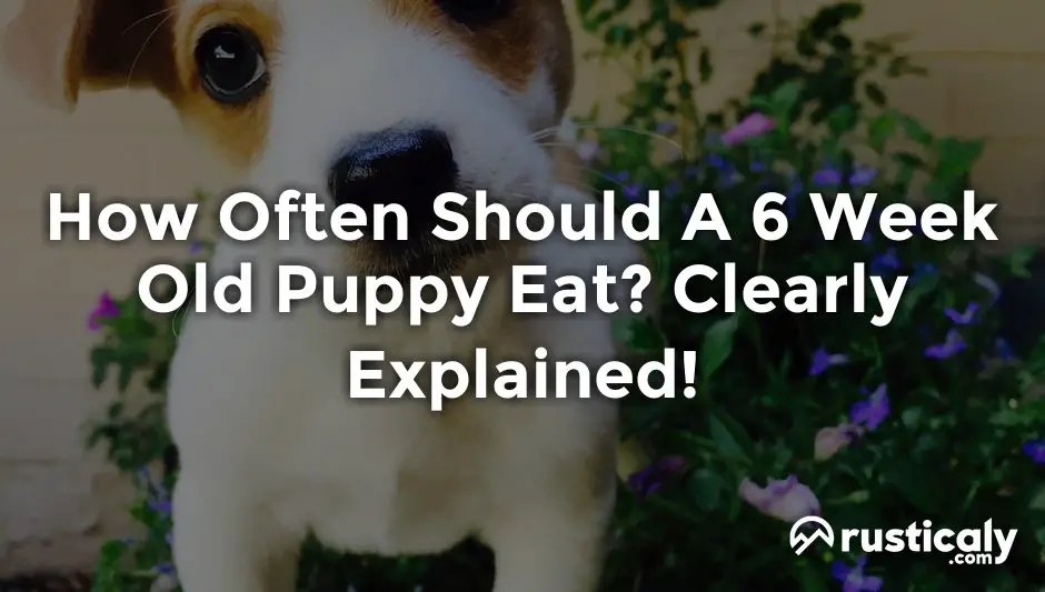 How Often Should A 6 Week Old Puppy Eat? Answer)