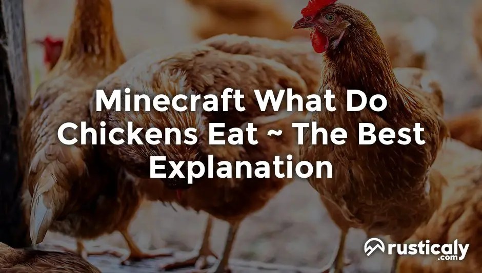 Minecraft What Do Chickens Eat Explanation Inside!