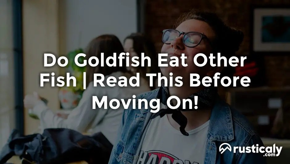 Do Goldfish Eat Other Fish > What People Don't Tell You(09)