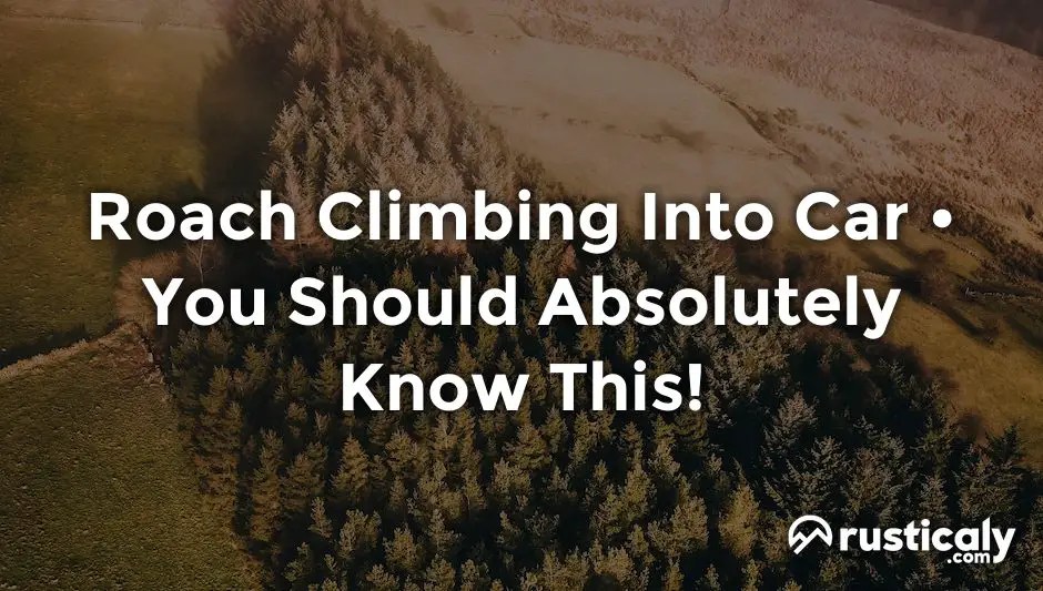 Roach Climbing Into Car With The Clearest Explanation