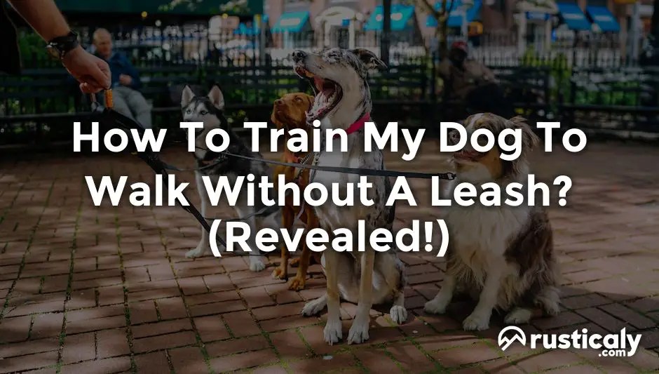 How To Train My Dog To Walk Without A Leash? Fully Explained