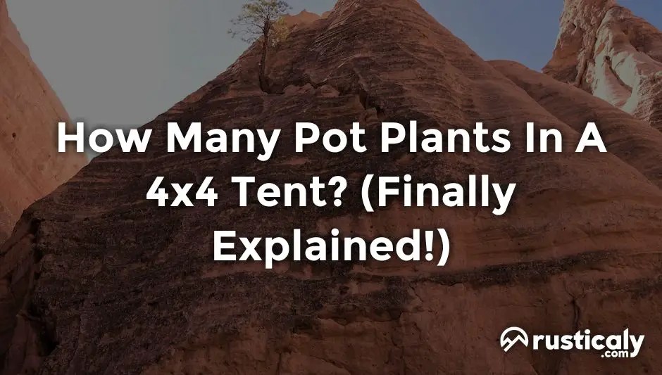 How Many Pot Plants In A 4x4 Tent? (Explanation Inside!)