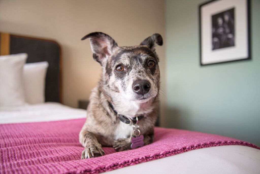Top 12 DogFriendly Hotels Around the World