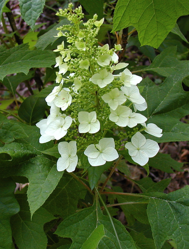 Oakleaf Hydrangea Blog » Rutgers Landscape & Nursery