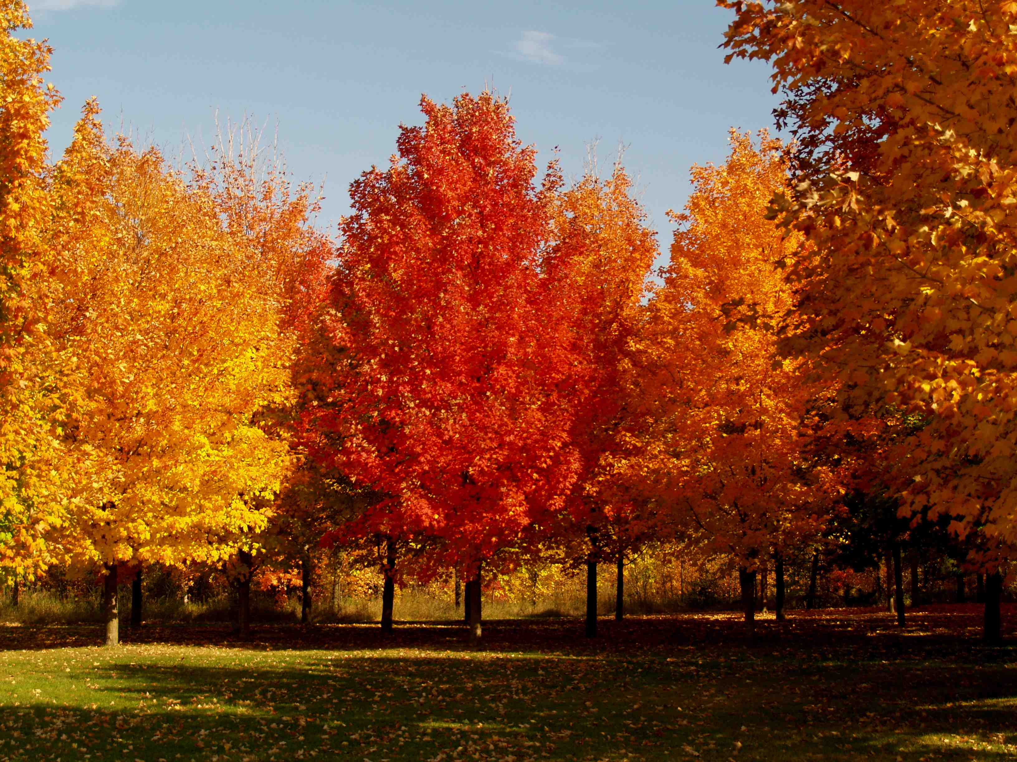 Fall foliage trees Blog » Rutgers Landscape & Nursery