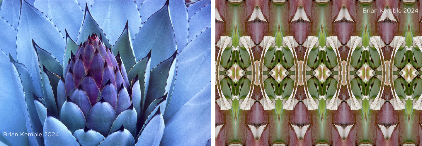 'Agave As Art' Opening Reception & Lecture The Ruth Bancroft Garden & Nursery
