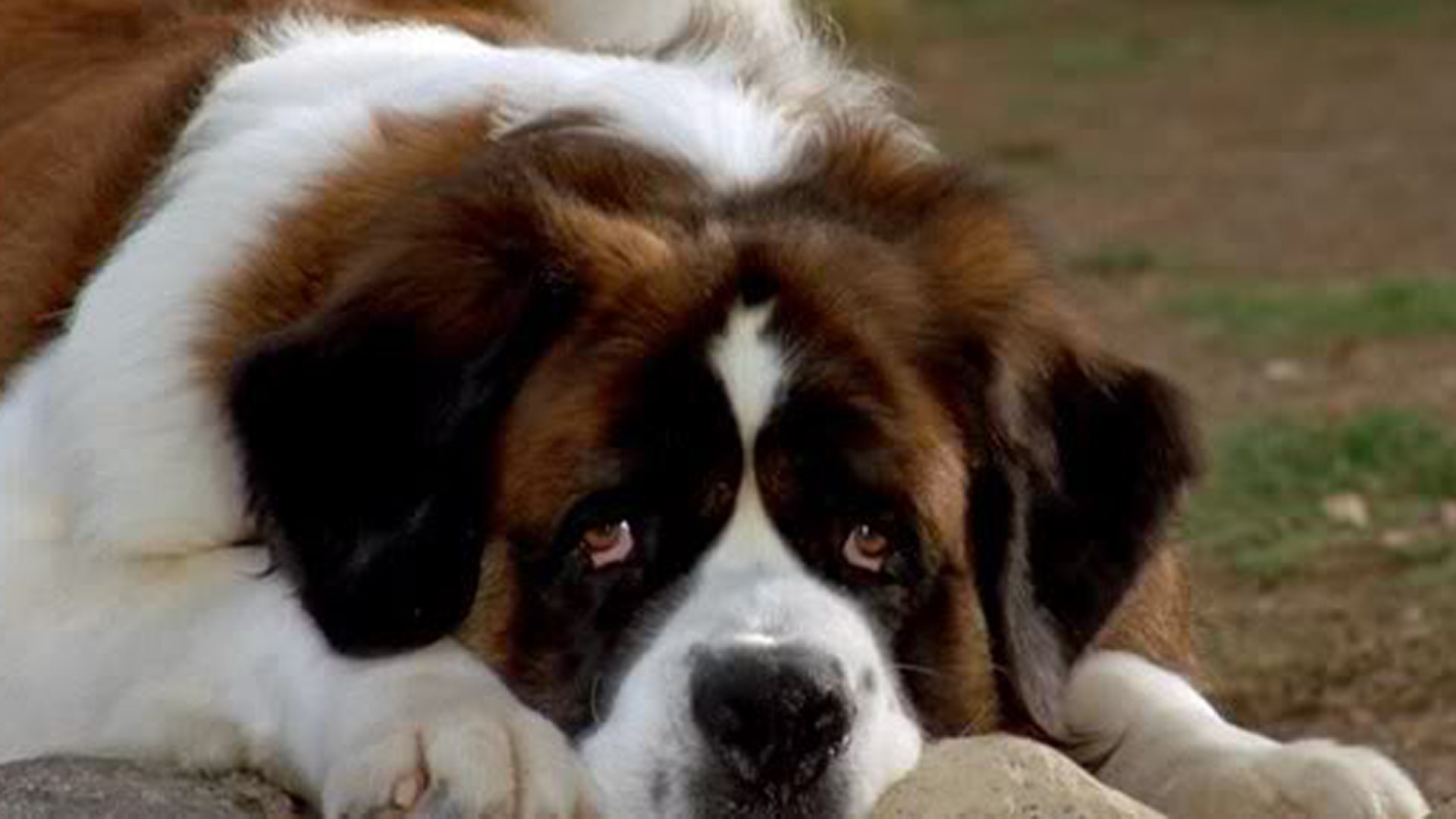Beethoven (1992)