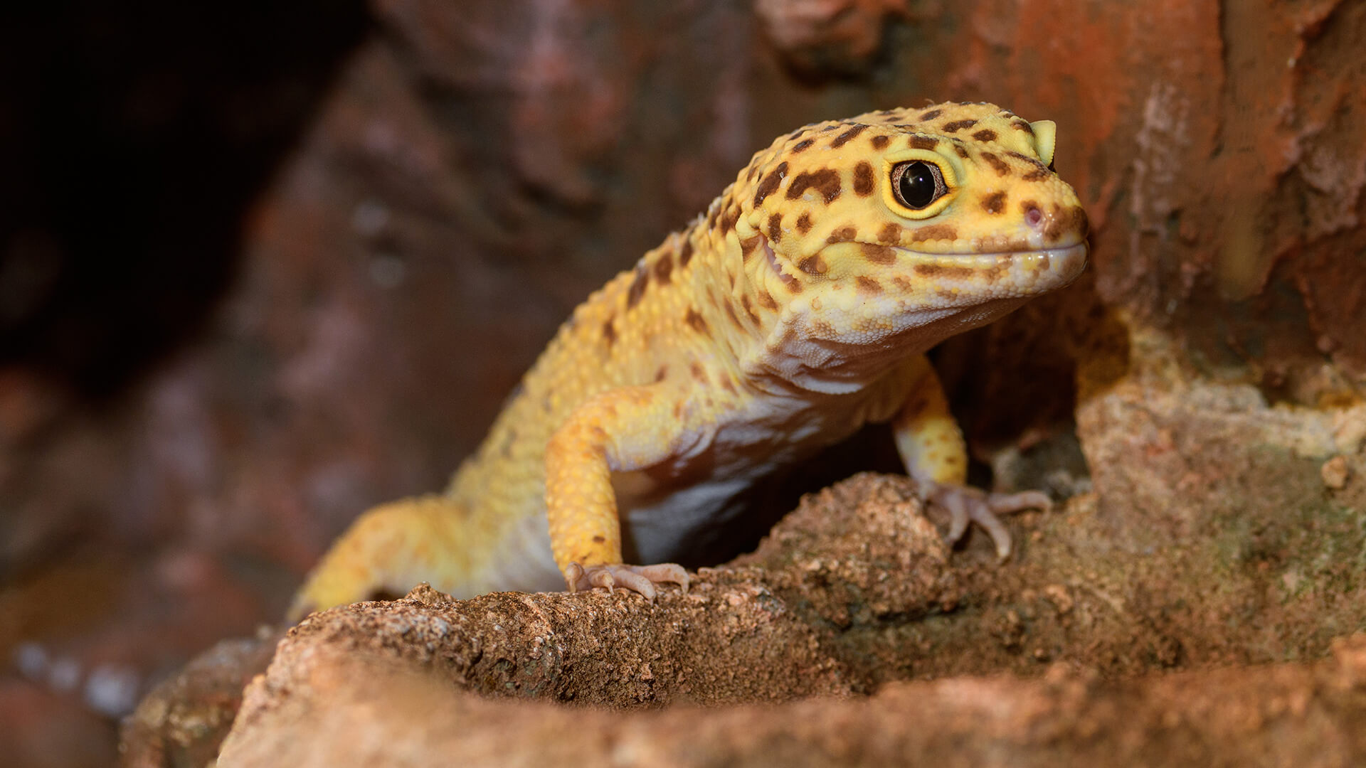 Pet, Reptile and Small Animal Care Guides from Ruxley Manor