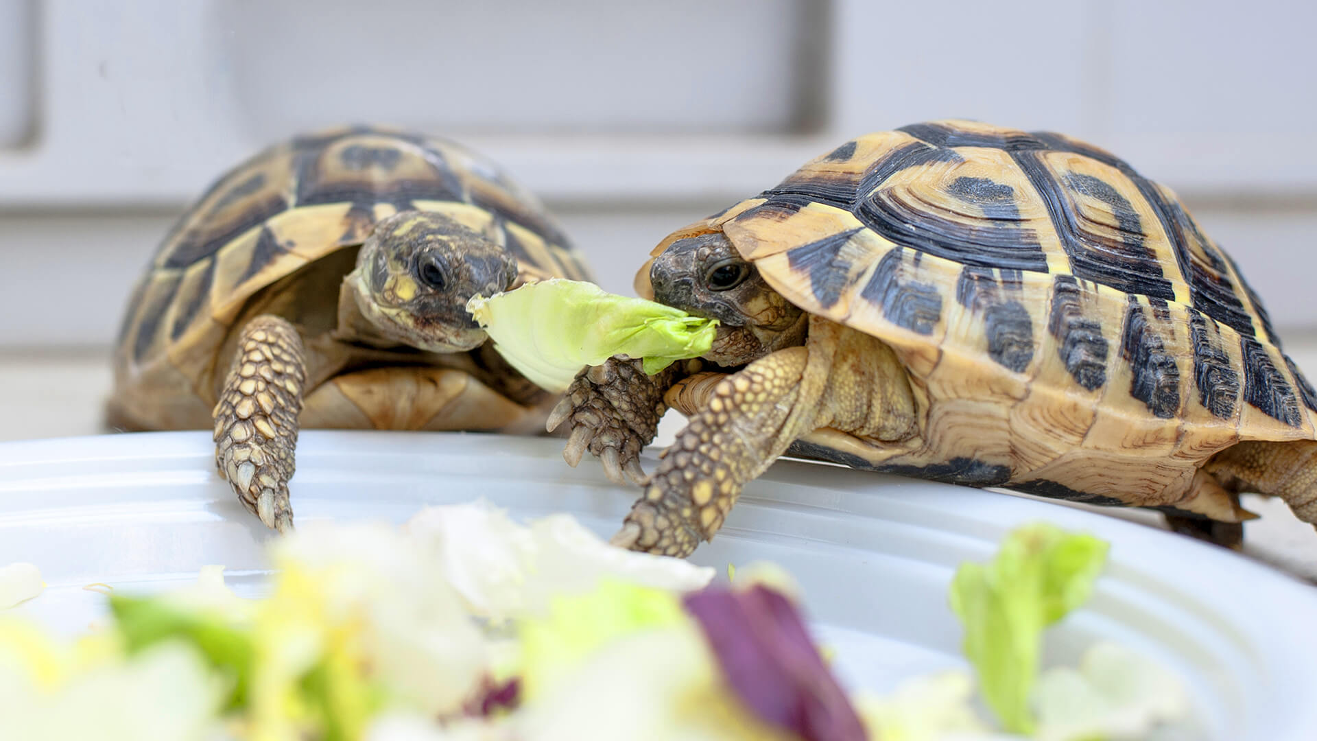Tortoise Pet Care Ruxley Manor