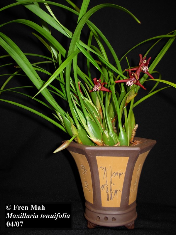 Coconut! Maxillaria tenuifolia