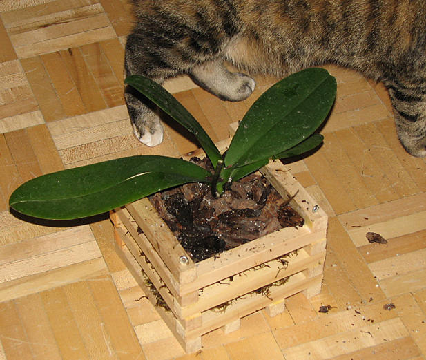 DIY Orchid hanging basket