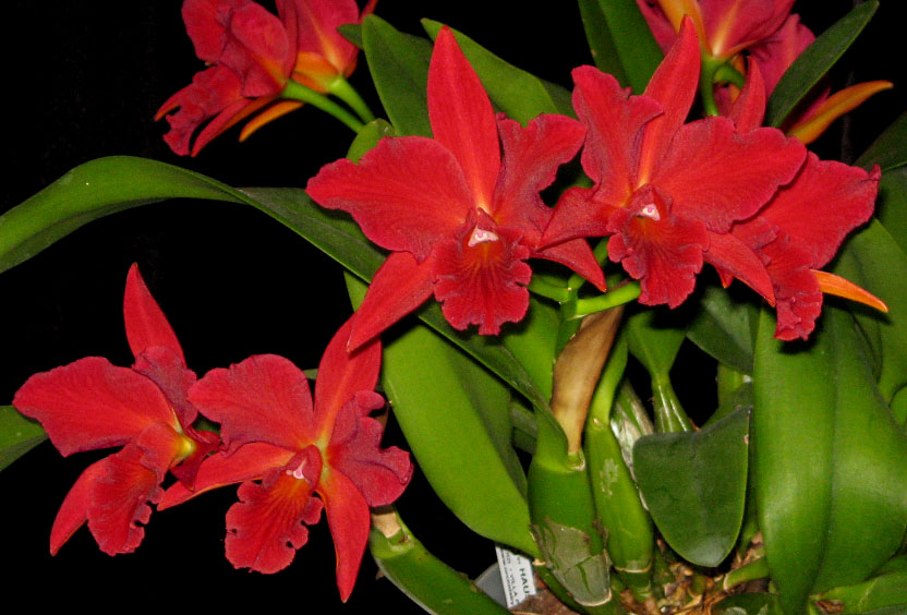 Slc. Jewel Box 'Dark Waters'