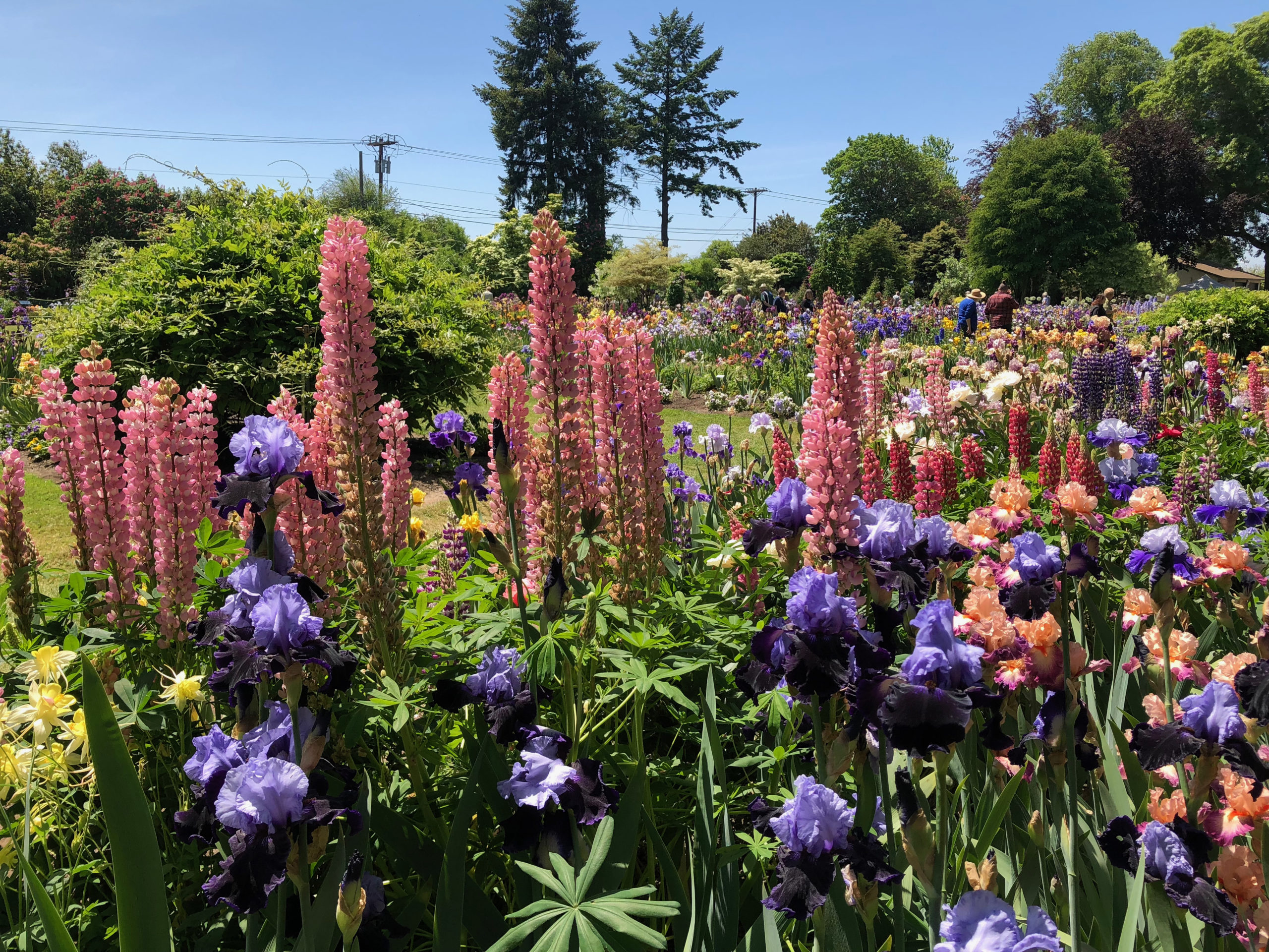 iris festival 2023 oregon 5 Flower Festivals That Prove Oregon is Heaven on Earth