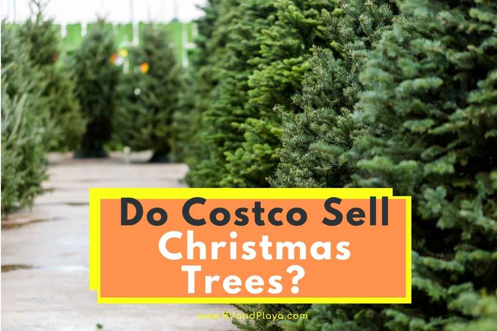 Do Costco Sell Christmas Trees? (Artificial, Live, Disposal + More)(04)