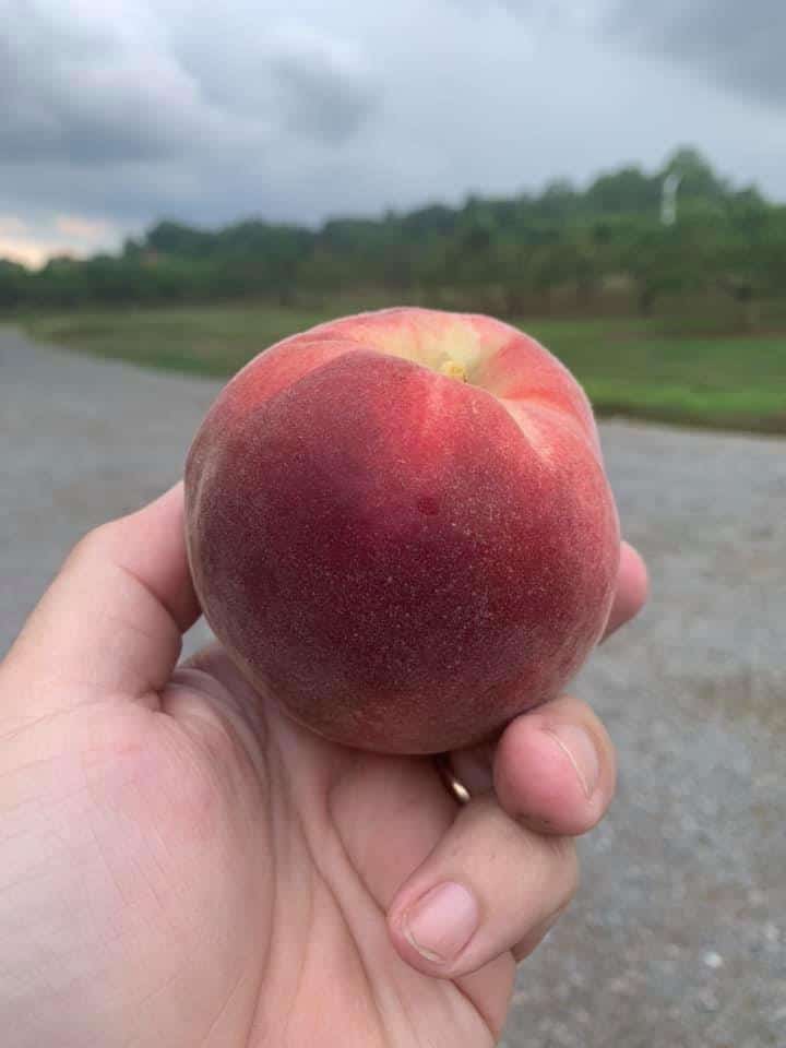 Richmond area PickYourOwn Orchards and Farms Enjoying RVA and all