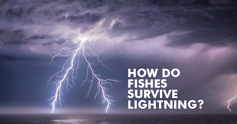 This Is The Reason Why Fish Don't Die When Lightning Strikes The Sea - Rvcj Media