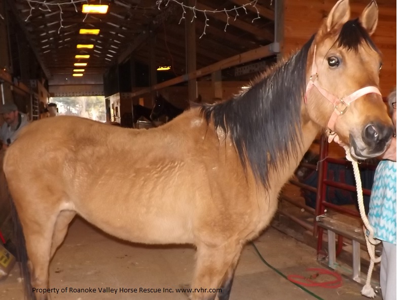 Roanoke Valley Horse Rescue, Inc.
