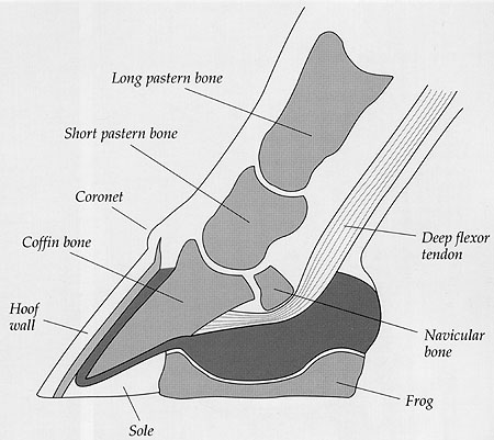 hoof_a_chart – rvhr.com