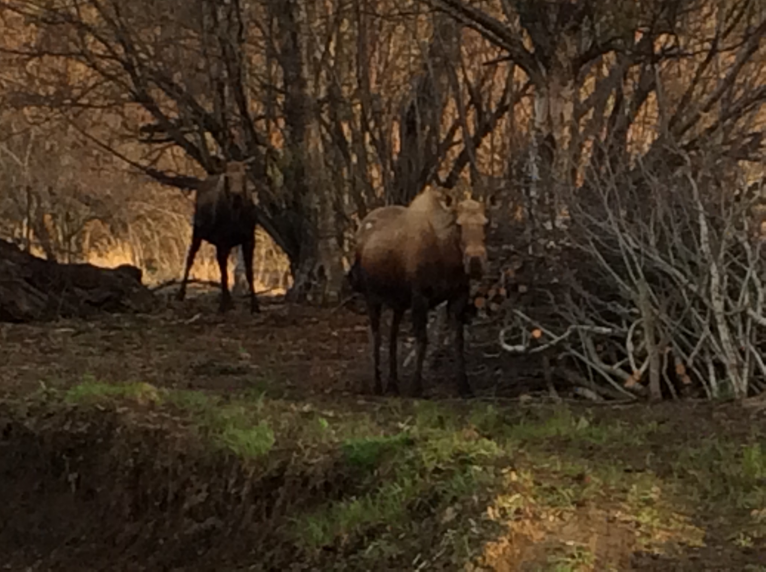 Motley Crew RV Sites in Homer Alaska