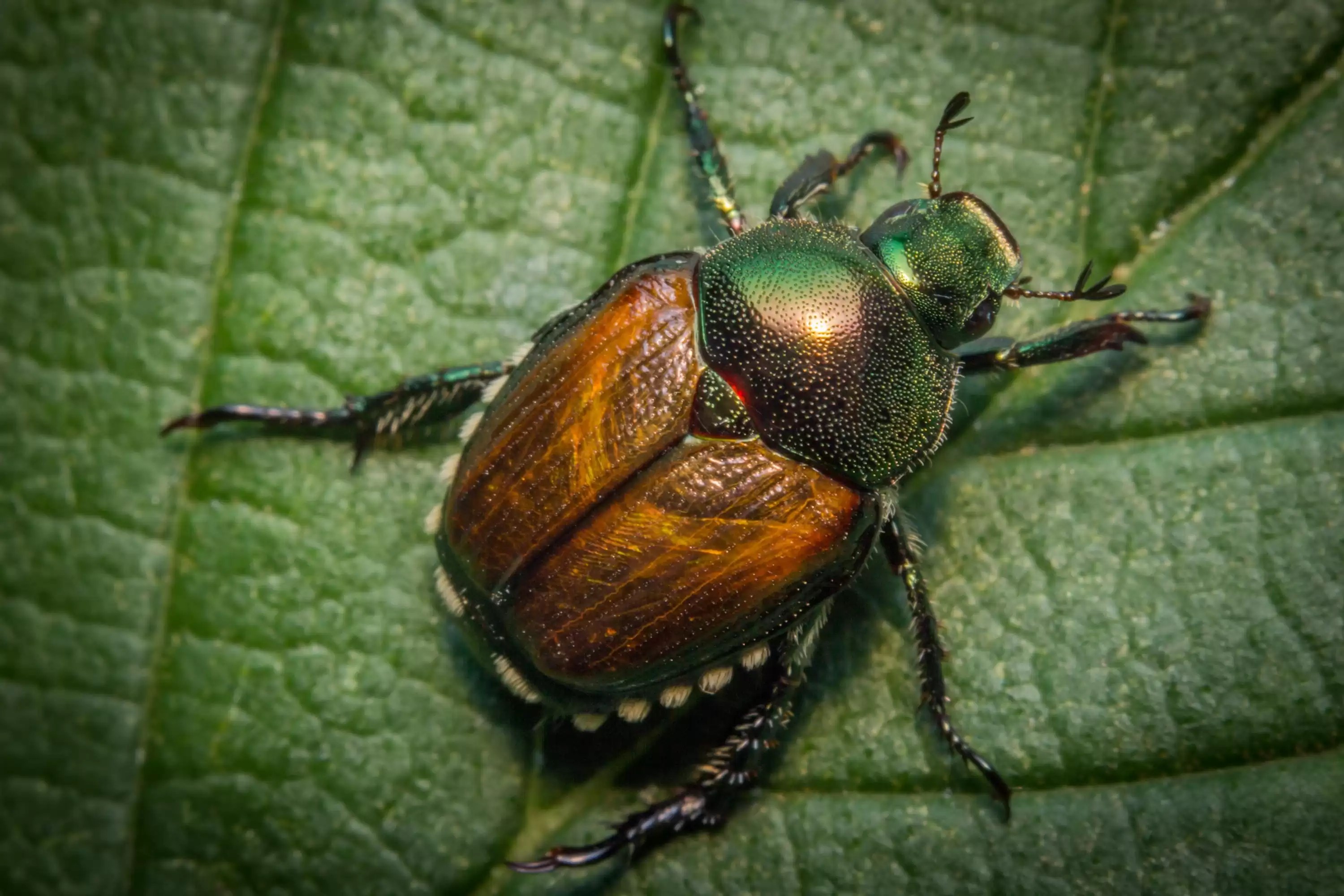 Knowing All About Japanese Beetles Identification and Prevention