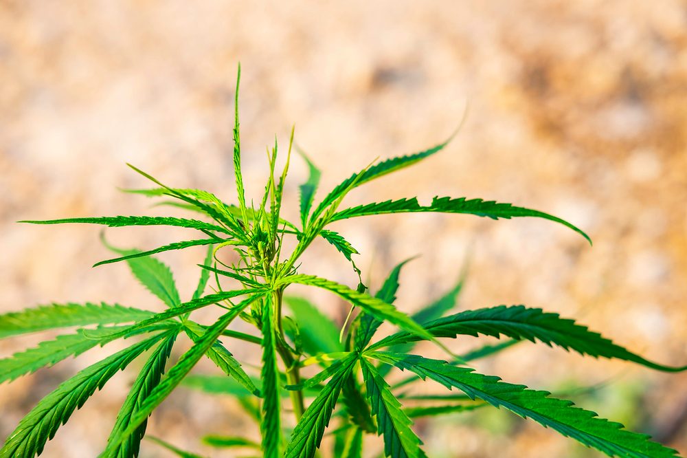 Is the Legal Limit of THC Putting People at Risk?