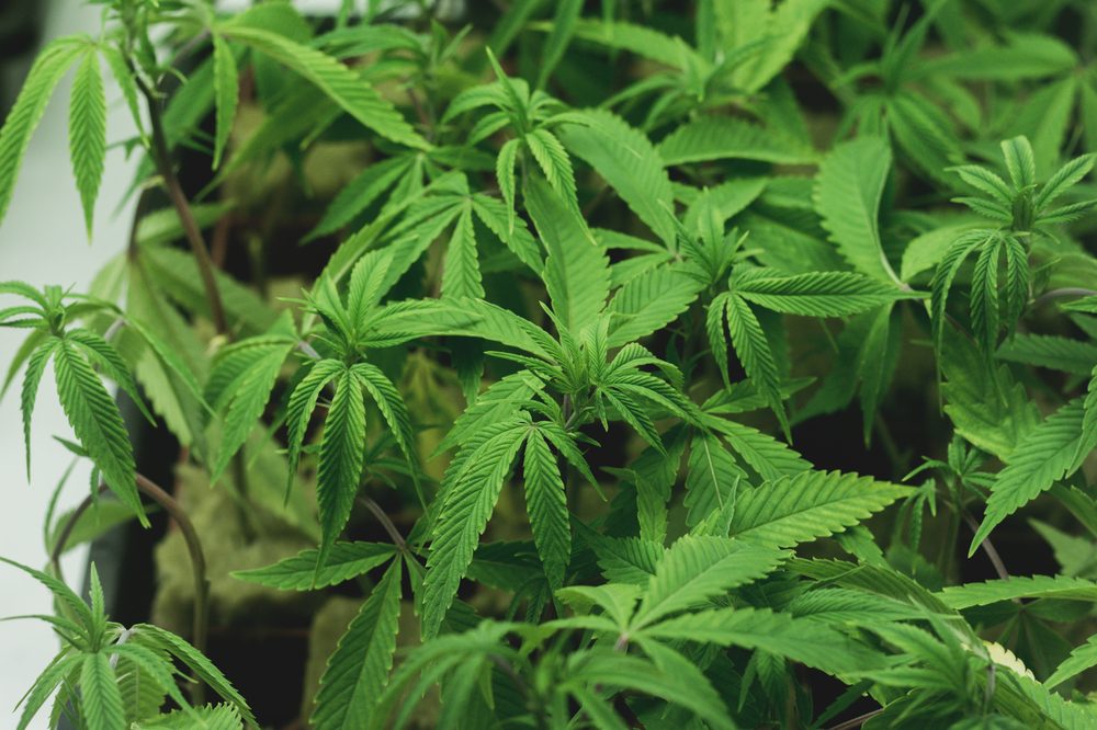 Peat Moss is the Perfect Growing Medium for Cannabis