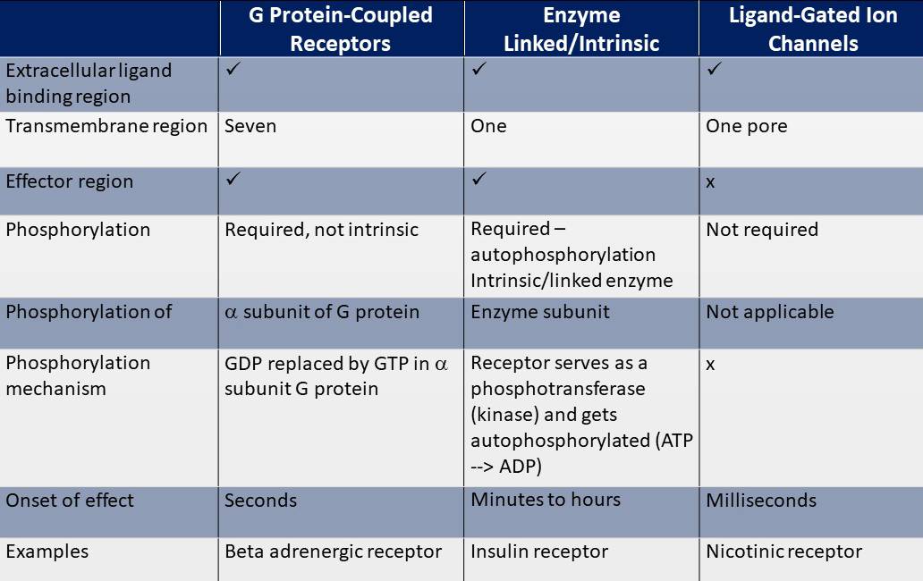 Membrane Receptors RxMD