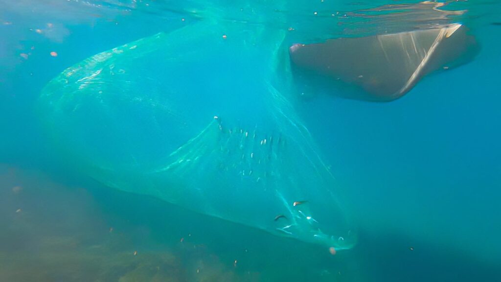 Choosing the right cast net for your target bait species Ryan Moody