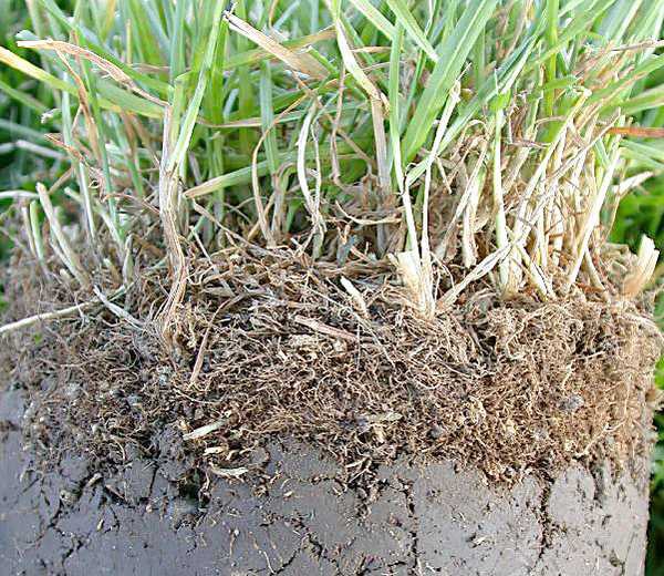 What causes dry patches on grass?
