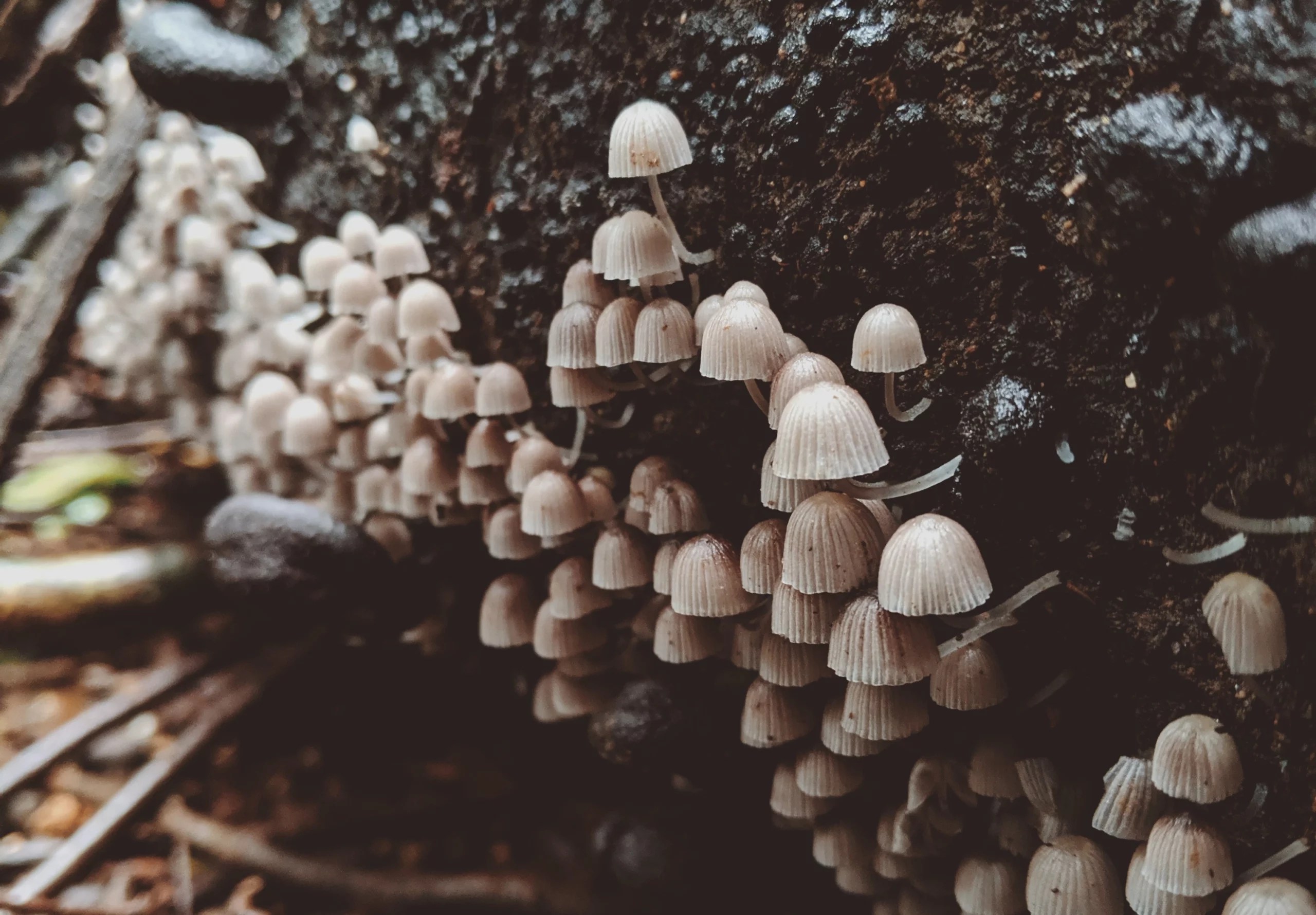 What The Hell Is Mushroom Coffee? - Ry The Health Guy