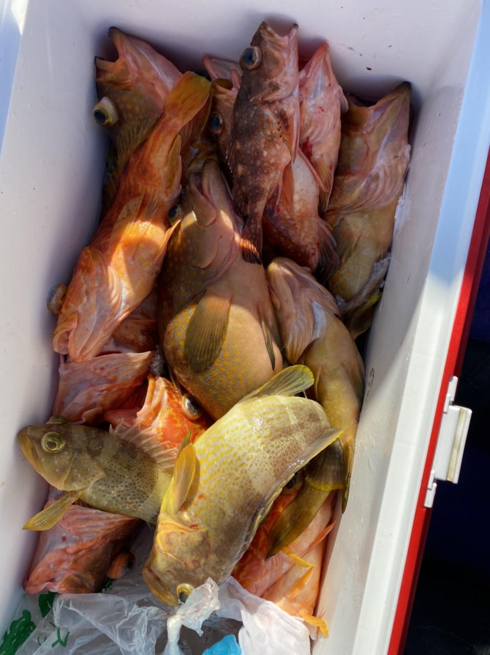 本日の釣果(イカ泳がせ 鯵の泳がせ 熊本 天草 遊漁船 オフショア 高級魚 シーボ ーグ) 竜宝丸