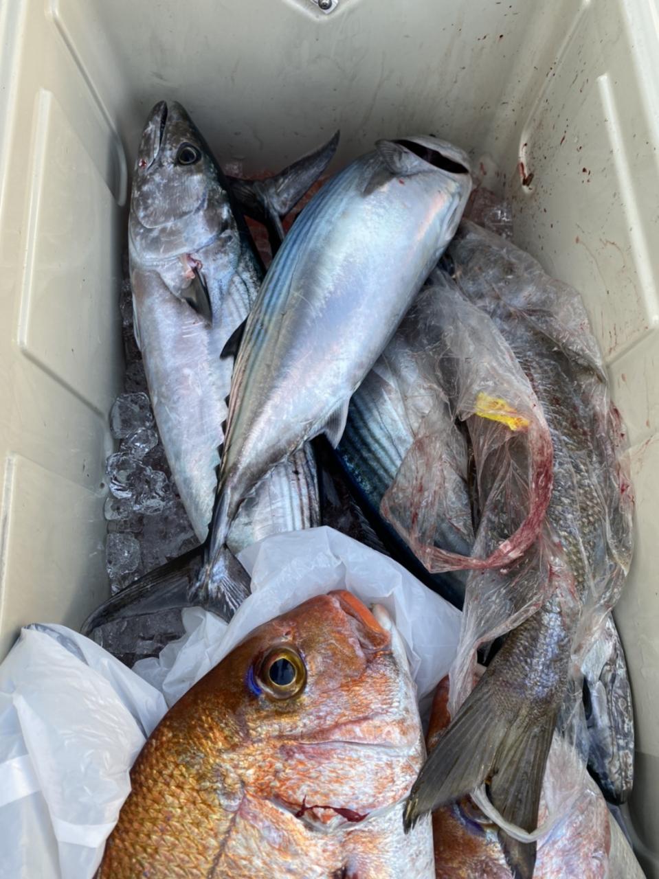 最近の釣果(スロージギング ジギング 熊本 天草 遊漁船 オフショア 高級魚 シーボ ーグ ビーストマスター スタンディング) 竜宝丸