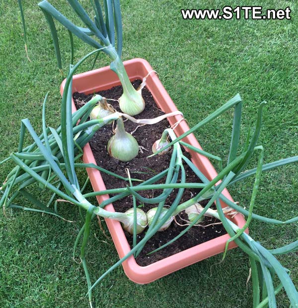 Growing Onions in Containers or Pots / How To Guide Tips ? «
