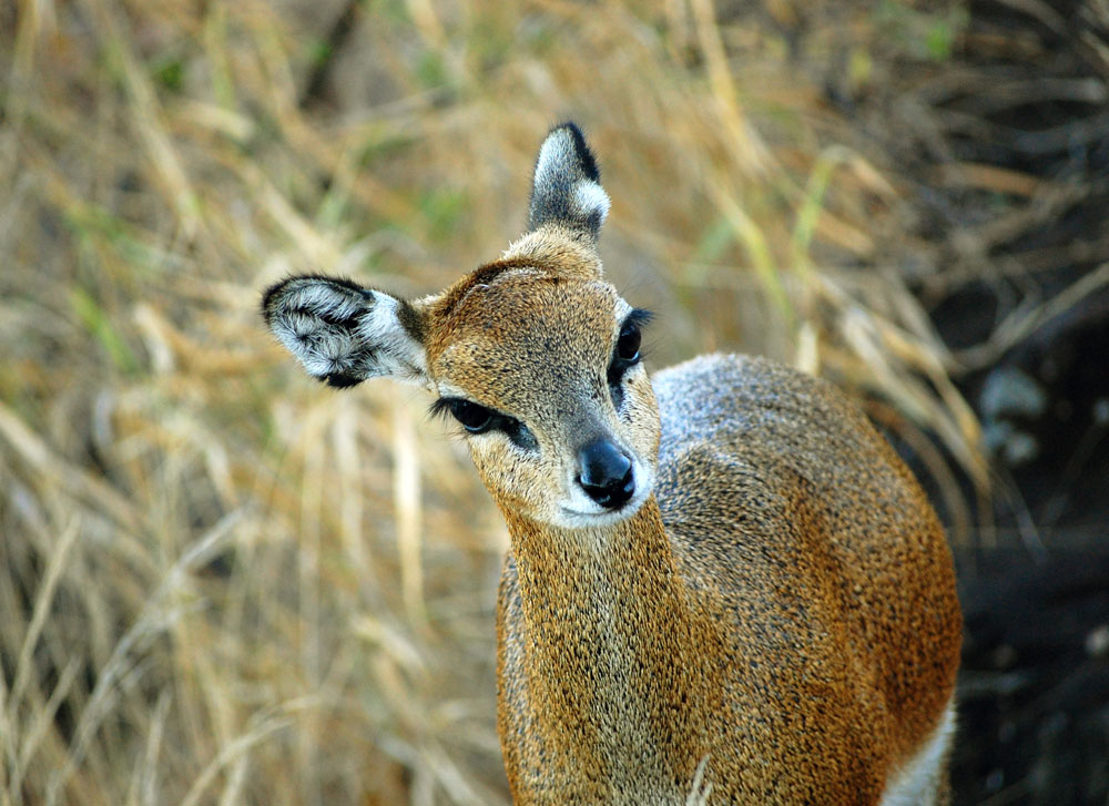 Klipspringer {Oreotragus oreotragus}