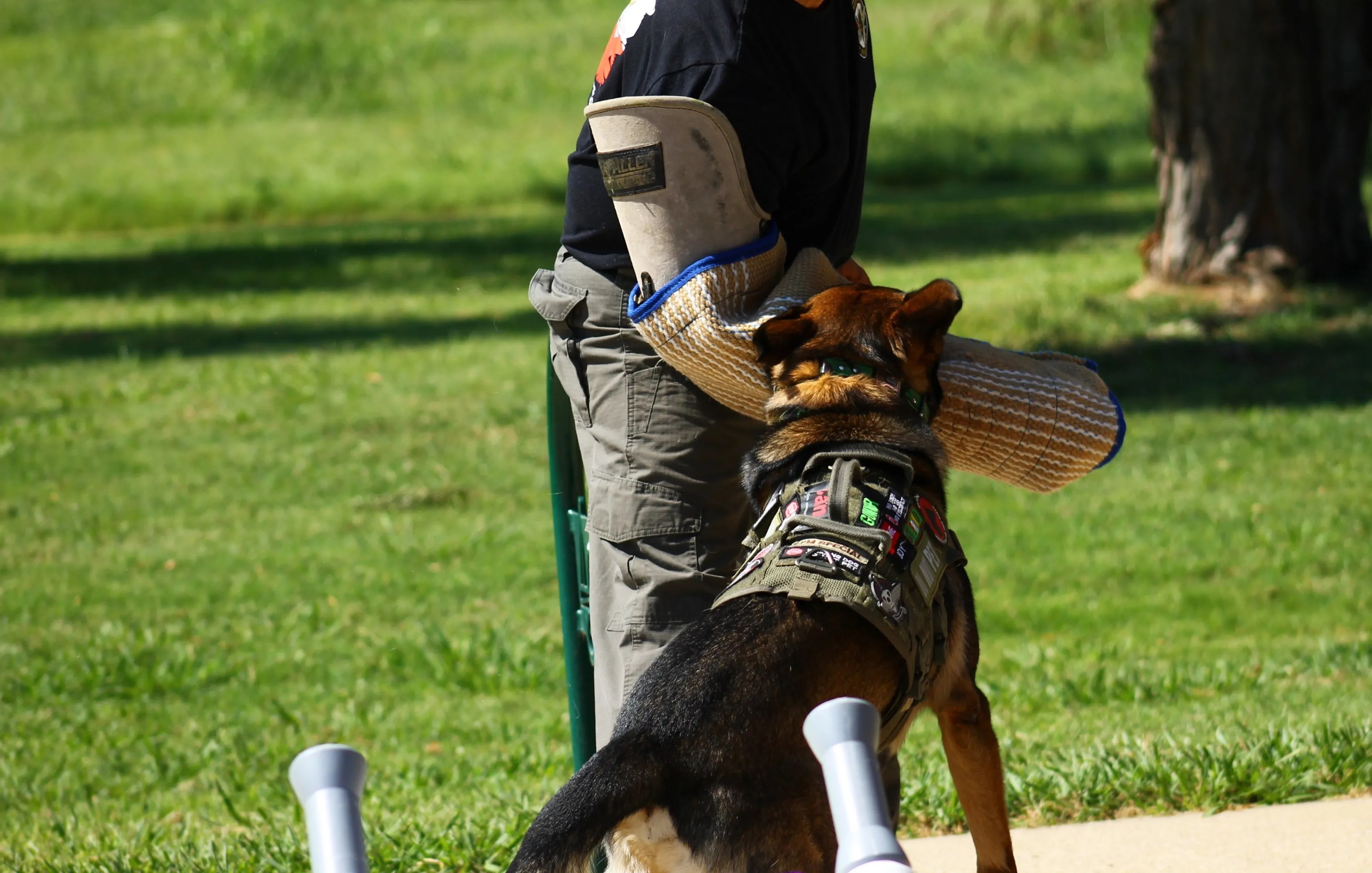 Gallery Dog Training, Protection Dogs Saber Working Dogs
