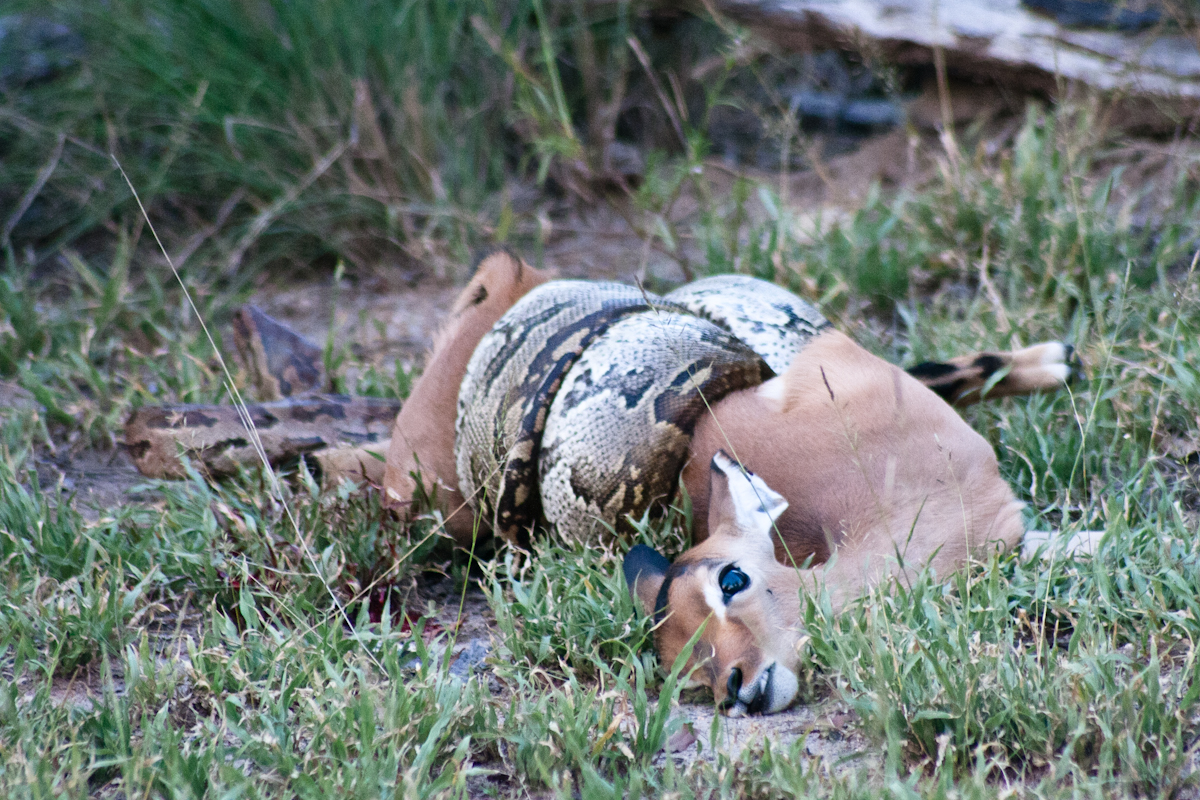 serpent sustenance Sabi Sabi Private Game Reserve Blog