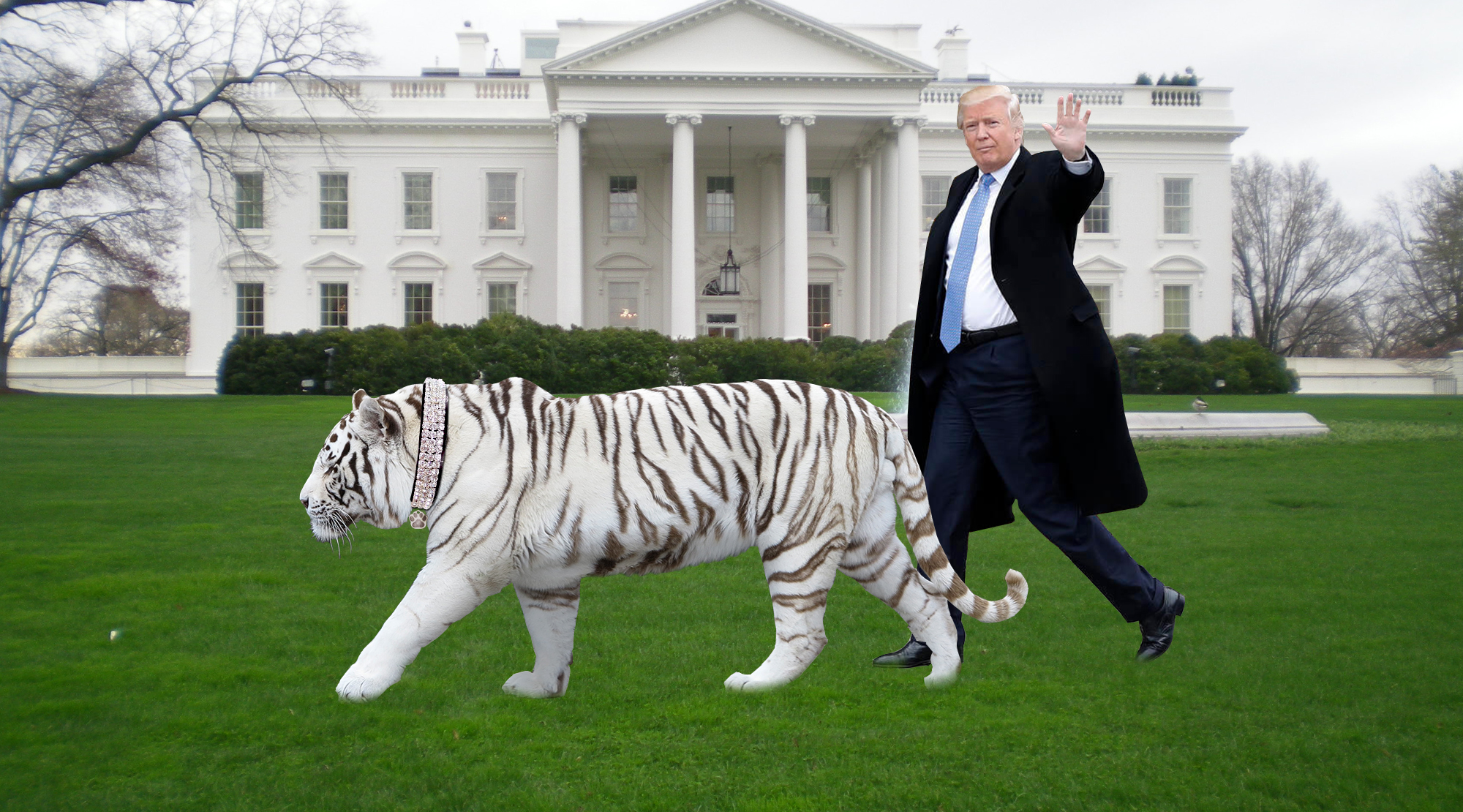 Trump Announces Presidential Pet Infertile White Tiger Named Maserati