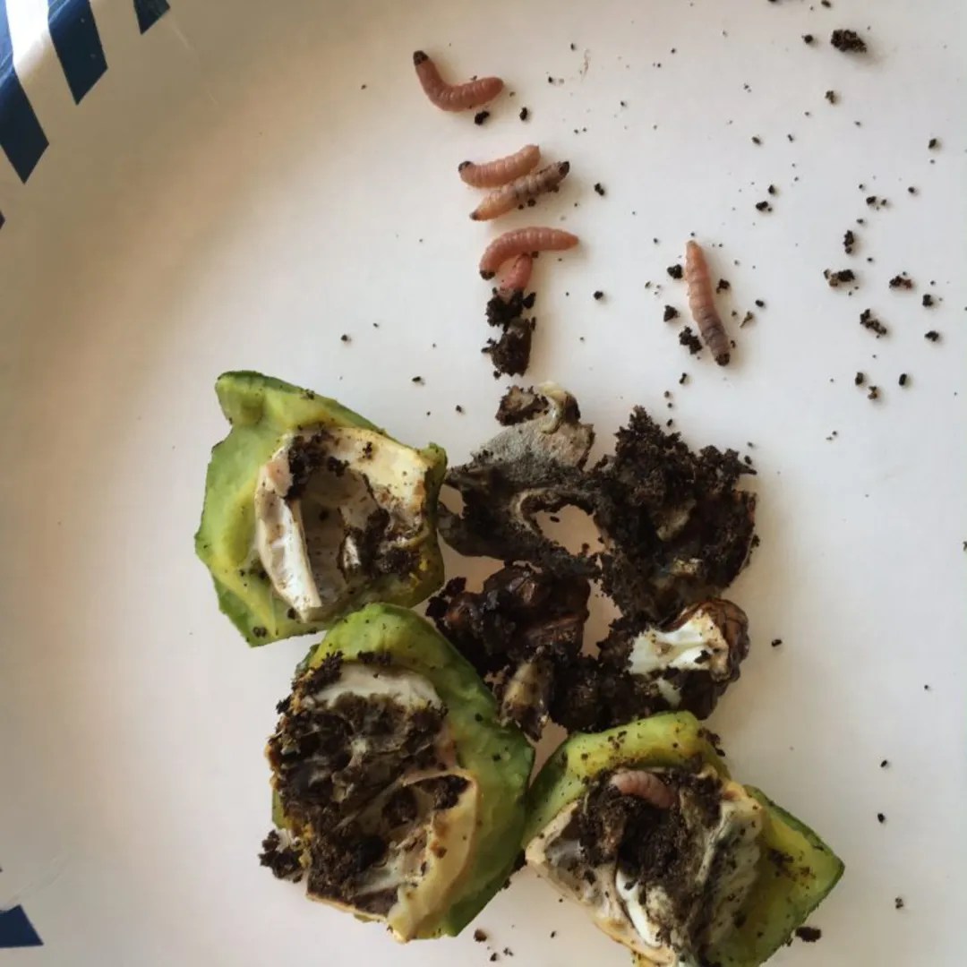 Navel Orangeworm in Walnuts 2017 Stay Alert