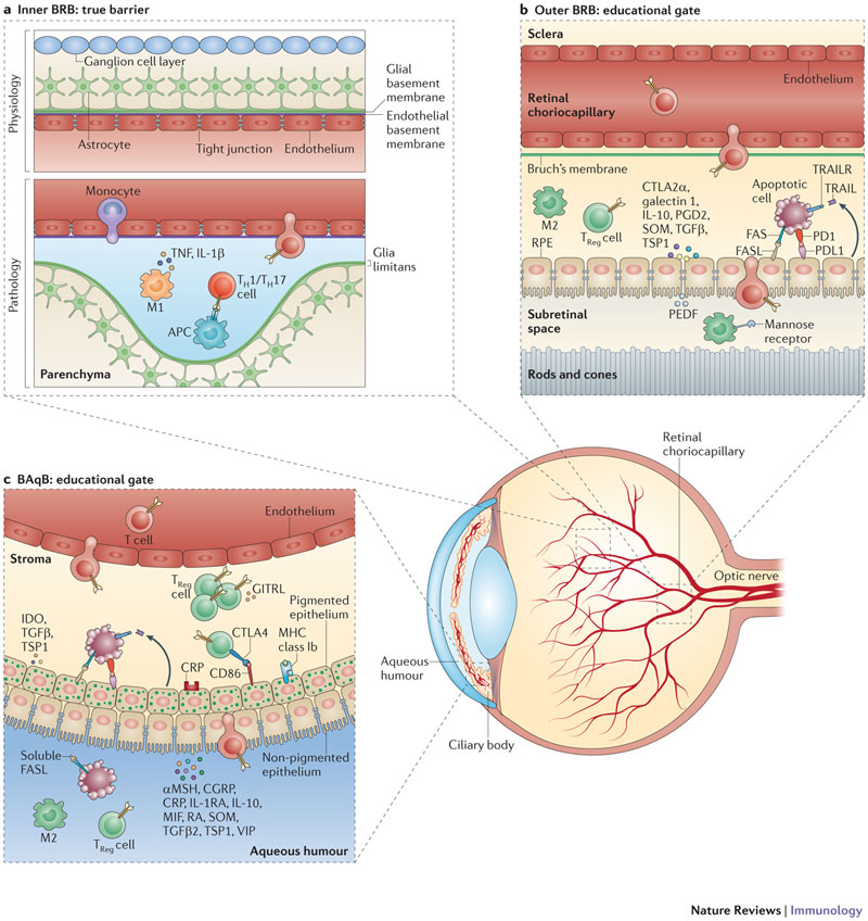 RPC Rounds Best Ophthalmology Blog for Residents & Fellows