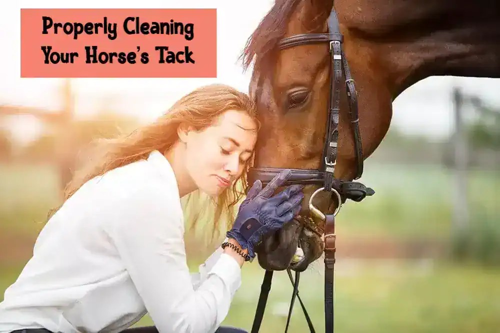 ProperlyCleaningYourHorsesTack SaddleBox